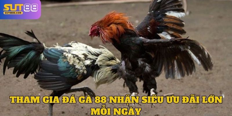 Tham gia đá gà 88 nhận siêu ưu đãi lớn mỗi ngày