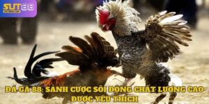 Đá Gà 88: Sảnh Cược Sôi Động Chất Lượng Cao Được Yêu Thích