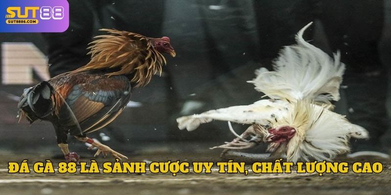 Đá gà 88 là sảnh cược uy tín, chất lượng cao