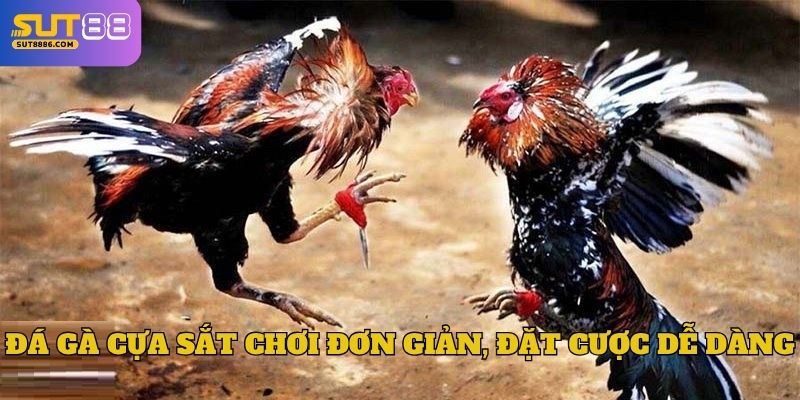Đá gà cựa sắt chơi đơn giản, đặt cược dễ dàng