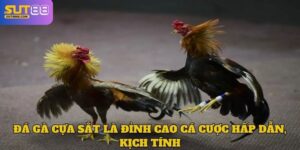 Đá Gà Cựa Sắt Là Đỉnh Cao Cá Cược Hấp Dẫn, Kịch Tính