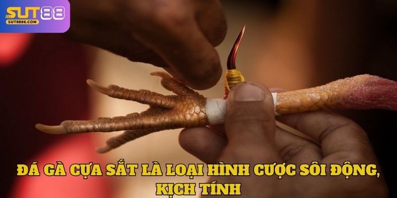 Đá gà cựa sắt là loại hình cược sôi động, kịch tính