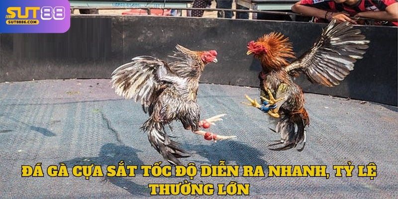 Đá gà cựa sắt tốc độ diễn ra nhanh, tỷ lệ thưởng lớn