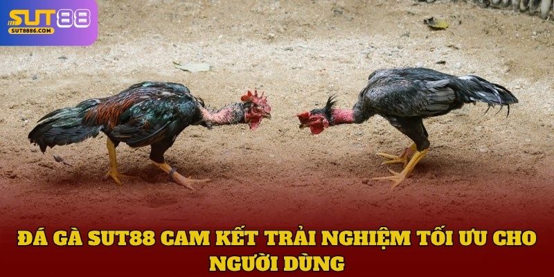 Đá gà SUT88 cam kết trải nghiệm tối ưu cho người dùng