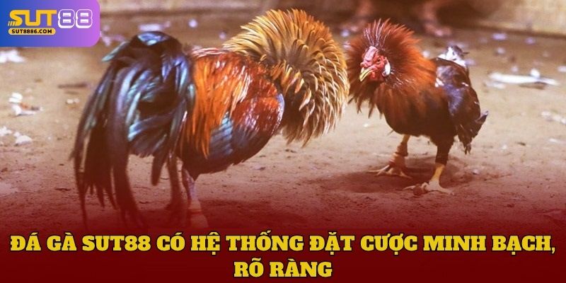 Đá gà SUT88 có hệ thống đặt cược minh bạch, rõ ràng