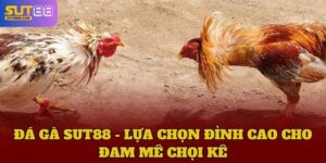 Đá Gà SUT88 - Lựa Chọn Đỉnh Cao Cho Đam Mê Chọi Kê