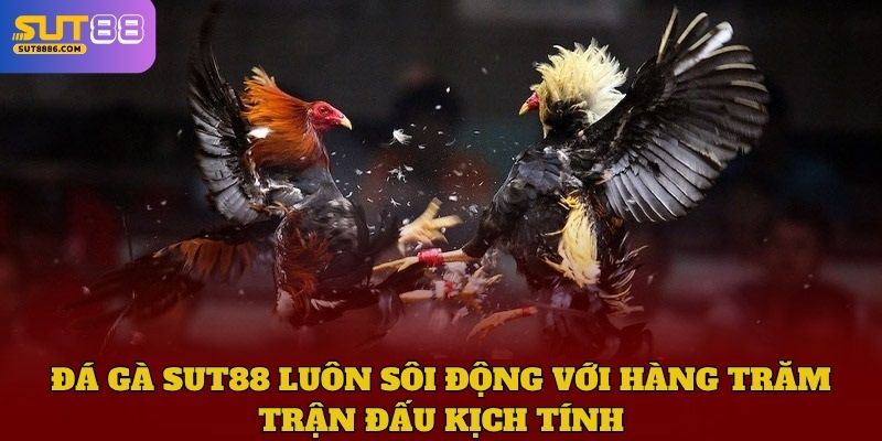 Đá gà SUT88 luôn sôi động với hàng trăm trận đấu kịch tính
