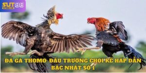 Đá Gà Thomo: Đấu Trường Chọi Kê Hấp Dẫn Bậc Nhất Số 1