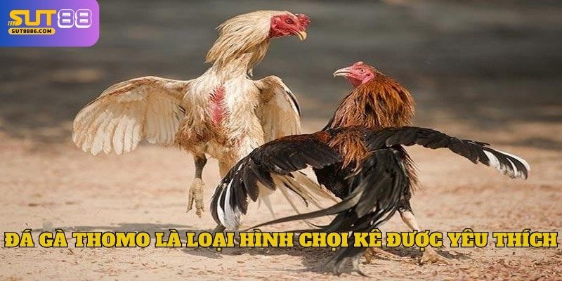 Đá gà Thomo là loại hình chọi kê được yêu thích