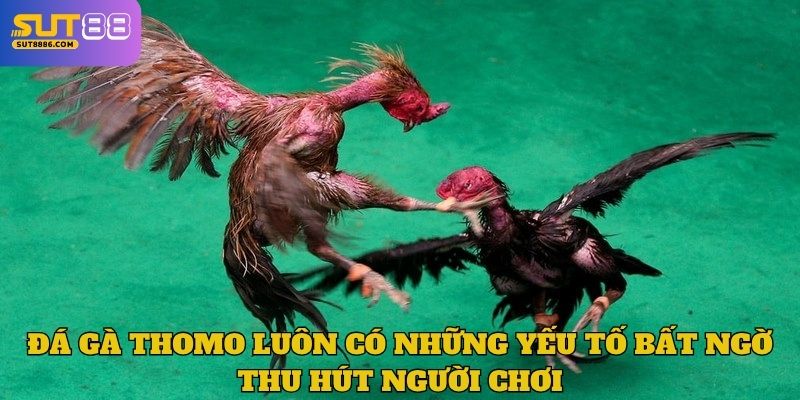 Đá gà Thomo luôn có những yếu tố bất ngờ thu hút người chơi