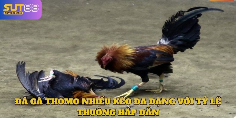 Đá gà Thomo nhiều kèo đa dạng với tỷ lệ thưởng hấp dẫn